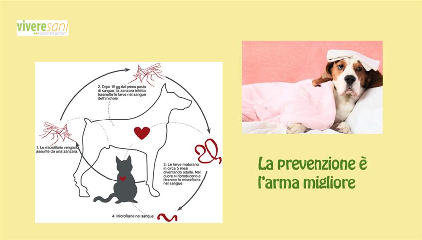 Difendi il tuo cane dalla Filariosi Difendi il tuo cane dalla Filariosi